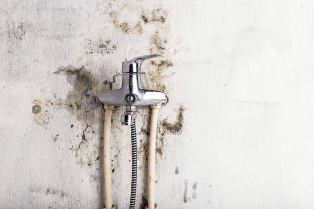 Best Certified Mold Removal  in Lavalette, WV