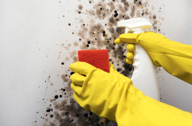 Best Professional Mold Removal  in Lavalette, WV