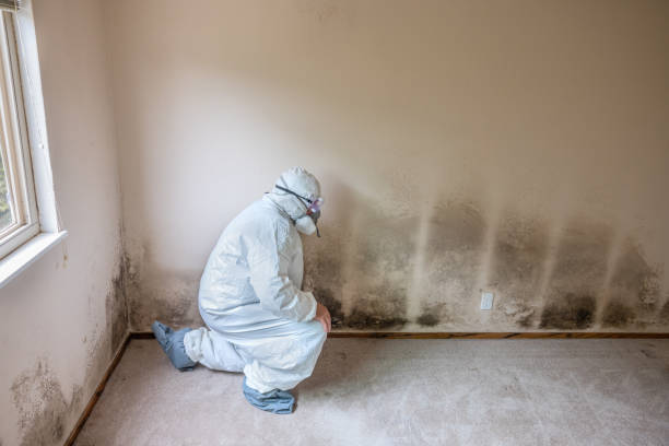 Best Black Mold Removal  in Lavalette, WV
