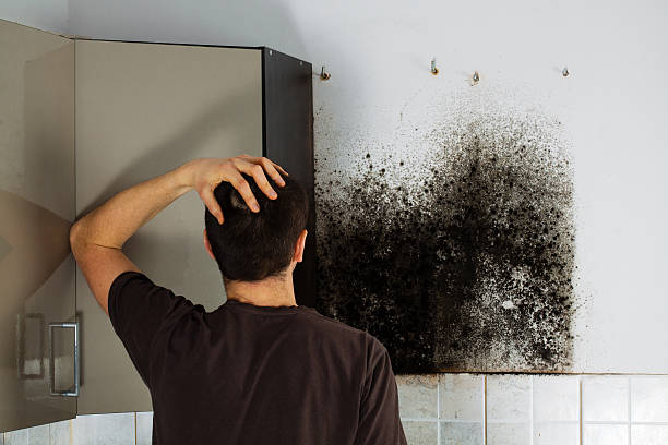 Mold Removal and Inspection in Lavalette, WV