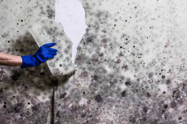 Best Same-Day Mold Removal  in Lavalette, WV