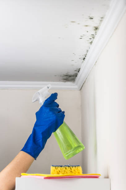 Best Best Mold Removal Companies  in Lavalette, WV