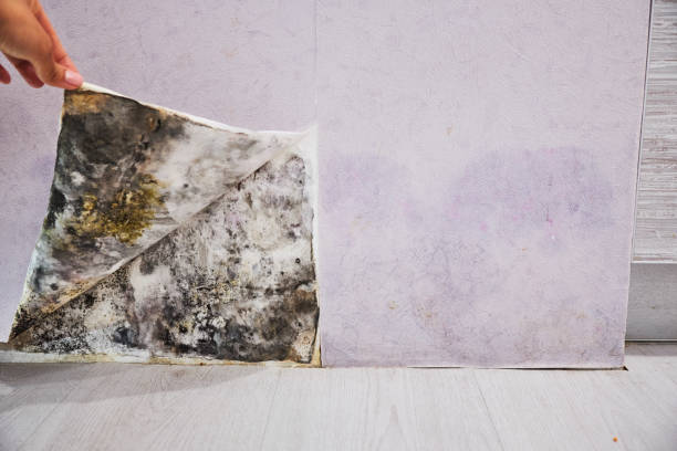Best Toxic Mold Removal  in Lavalette, WV